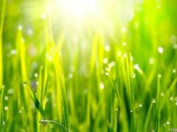 Продажа рулонного газона в Казахстане