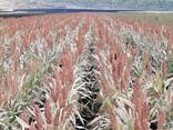 Продажа семян Гибридов Сорго в Казахстане - фото 1