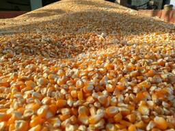 Продажа Соя бобы большим оптом