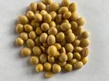 Продажа Соя бобы большим оптом - photo 1