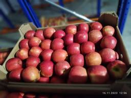 Продажа яблок оптом