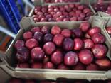 Продажа яблок оптом - photo 3