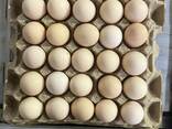 Продажа яйца - photo 1
