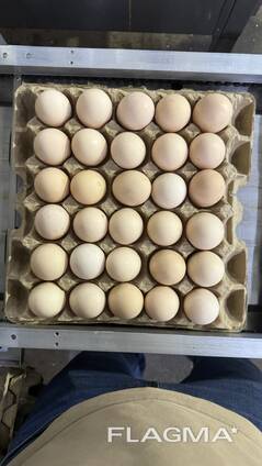 Продажа яйца