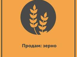 Продажа зерна