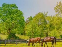 Продажа зернового хозяйства