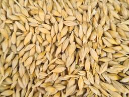 Продажа зерновых, бобовых и масличных культур на экспорт