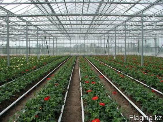 Проектирование промышленных теплиц и тепличных комплексов