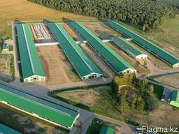 Проектирование свиноферм, проекты свиноферм