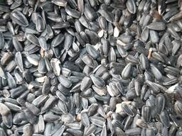 Производим закуп семечки подсолнуха