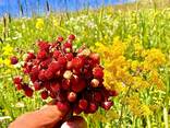 Производство органических экопродуктов в ВКО - photo 12