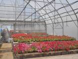 Промышленные пленочные теплицы. - photo 1