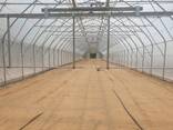 Промышленные пленочные теплицы. - photo 3