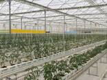Промышленные теплицы - фото 2