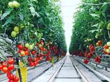 Промышленные теплицы - photo 3