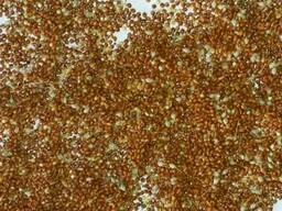 Просо продовольственное 1-2 класса по ГОСТ