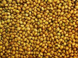 Просо желтое