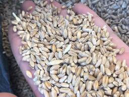 Пшеница/Бугдой 3-4-5 Класс