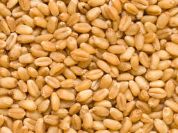 Пшеница 5 класс