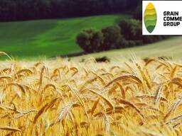 Пшеница 2,3,4,5 класс