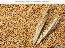 Пшеница