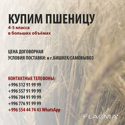 Пшеница