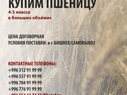 Пшеница
