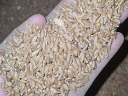 Пшеница 3, 4, 5 и неклассная (кормовая)