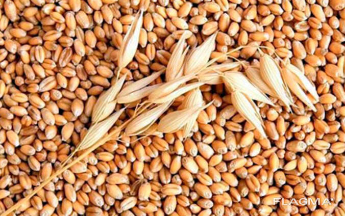 Пшеница 3,4 класс