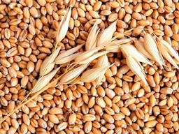 Пшеница 3,4 класс