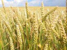 Пшеница 3/4 класс