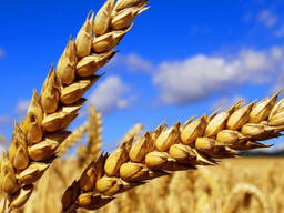 Пшеница 3 и 4 классов