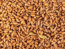 Пшеница 3 класс