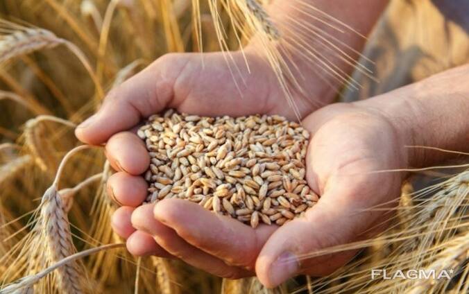Пшеница 3,4,5 класса из Казахстана
