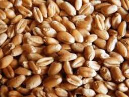 Пшеница 3 класс