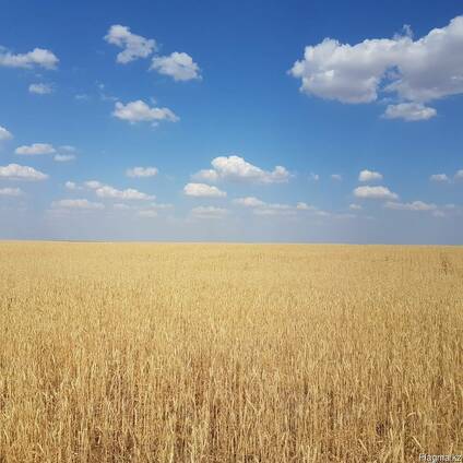 Пшеница 3 класса