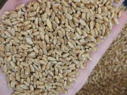 Пшеница 3 класса Export