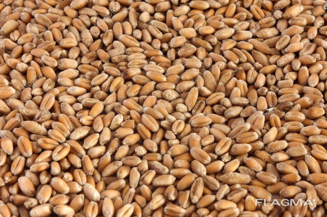 Пшеница 3 класса