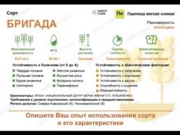 Семена озимой пшеницы элита сорт бригада