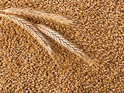 Пшеница