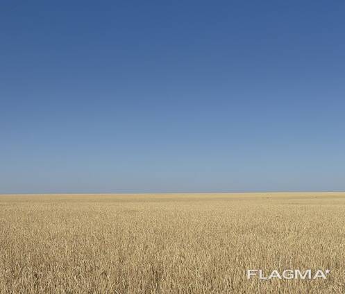 Пшеница