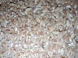 Пшеница 4 класса