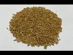 Пшеница 4 класса