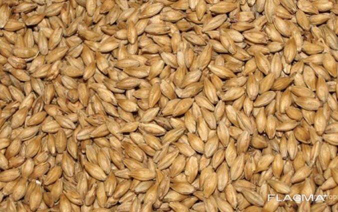 Пшеница 5 класс