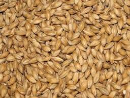 Пшеница 5 класс