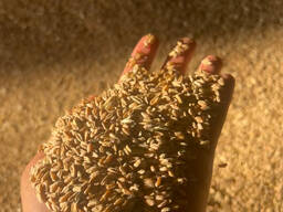 Пшеница 5 класс 600 тонн