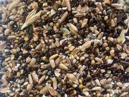 Пшеница для корма