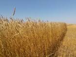 Пшеница Лён ячмень - фото 1