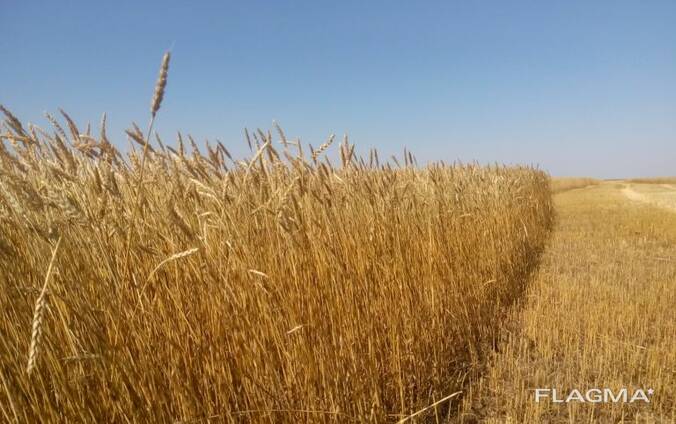 Пшеница Лён ячмень