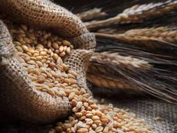 Пшеница мягкая 3-4 класс